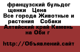 французский бульдог щенки › Цена ­ 50 000 - Все города Животные и растения » Собаки   . Алтайский край,Камень-на-Оби г.